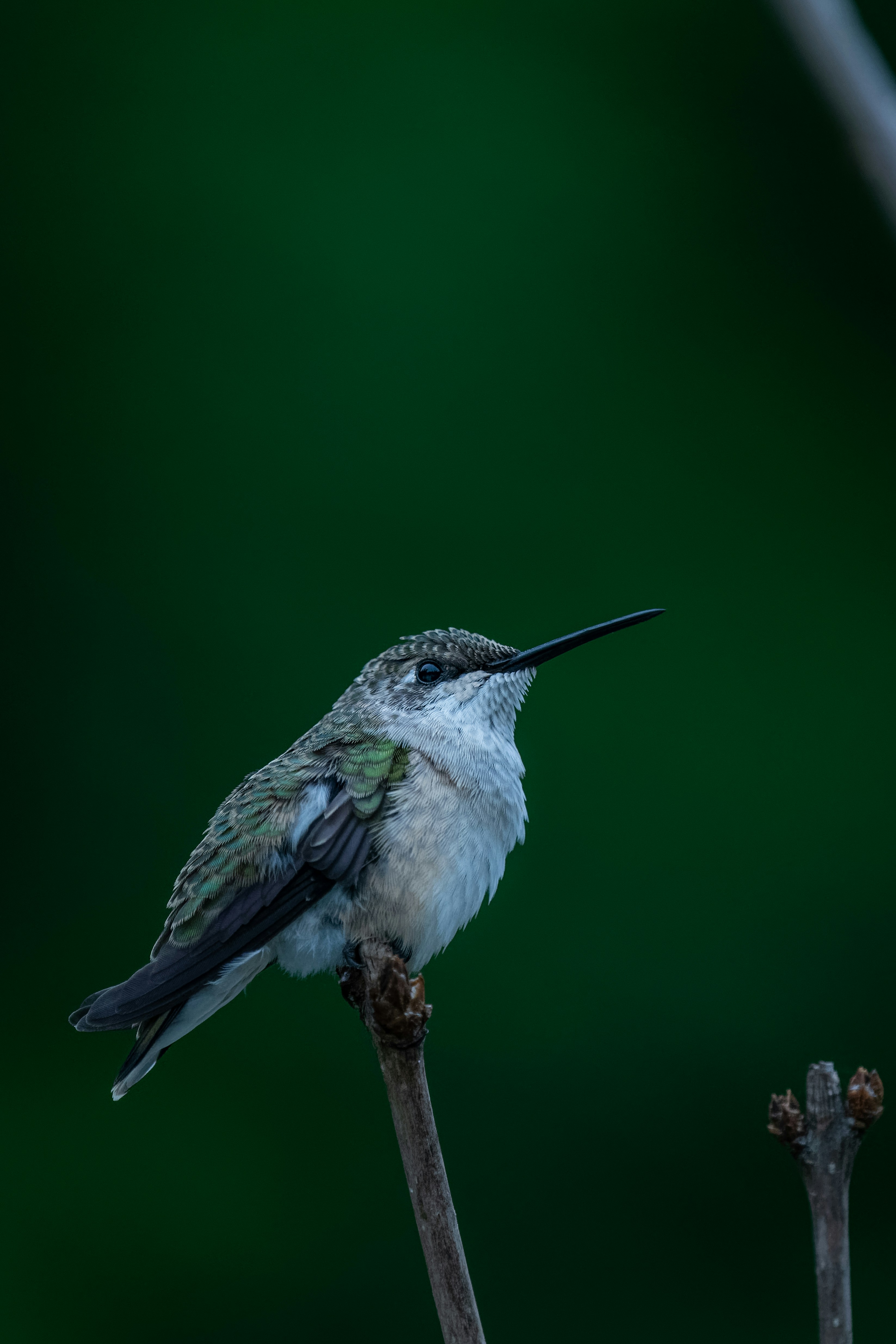 Photo by skylerewing