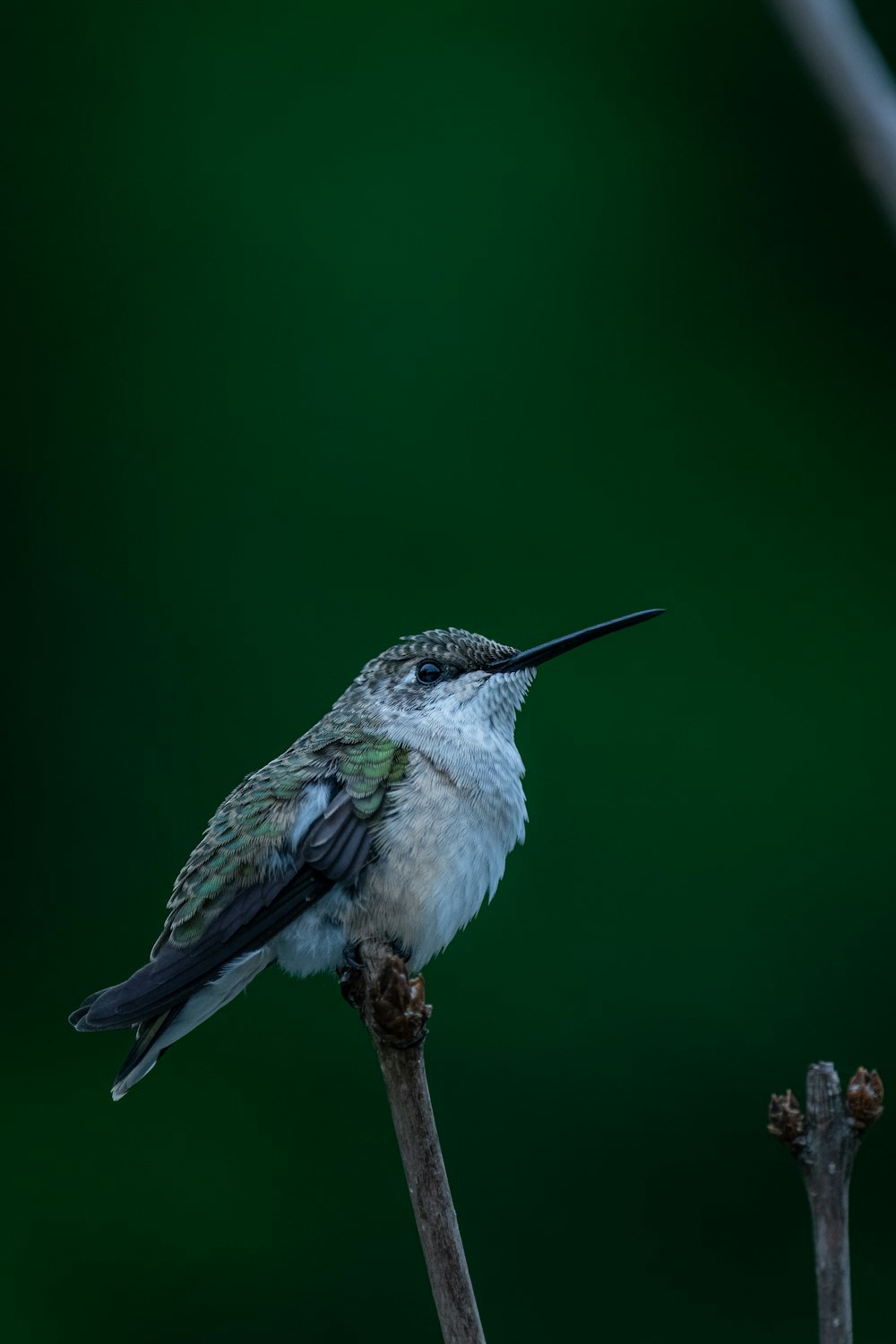 a hummingbird perched on a twig in front of a green background