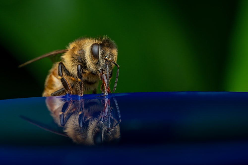 a bee drinking water from a blue bowl