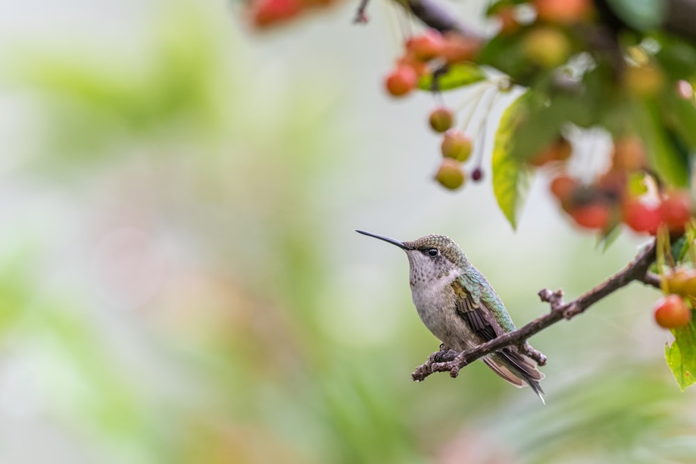 a hummingbird perched on a branch with berries