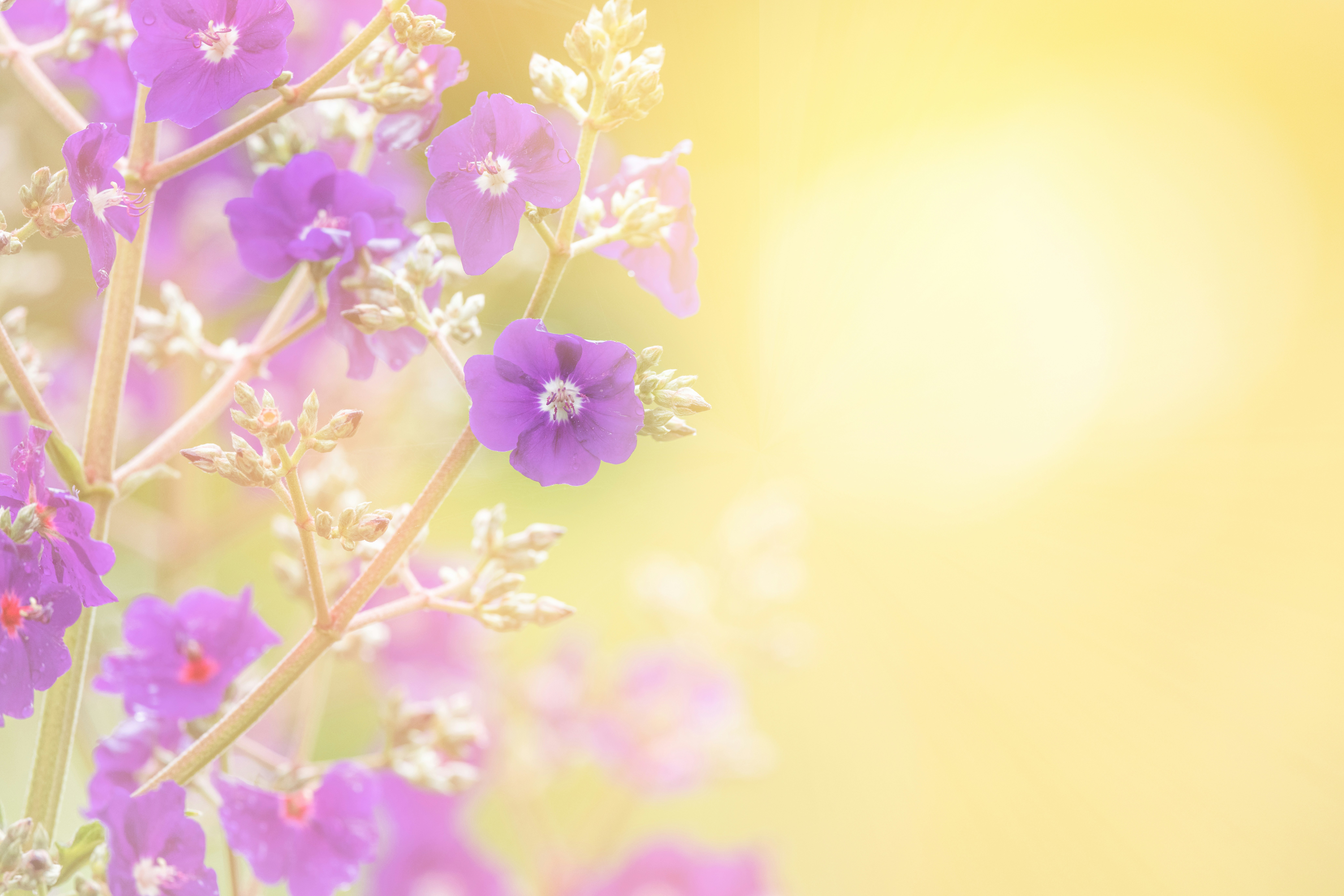 Photo by skylerewing