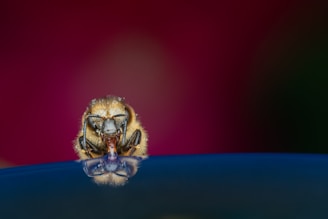 A close-up of a bee, head-on, with detailed focus on its features, including the eyes, antennae, and wings. The vibrant maroon and blue background creates a striking contrast, highlighting the bee's texture and intricate details.