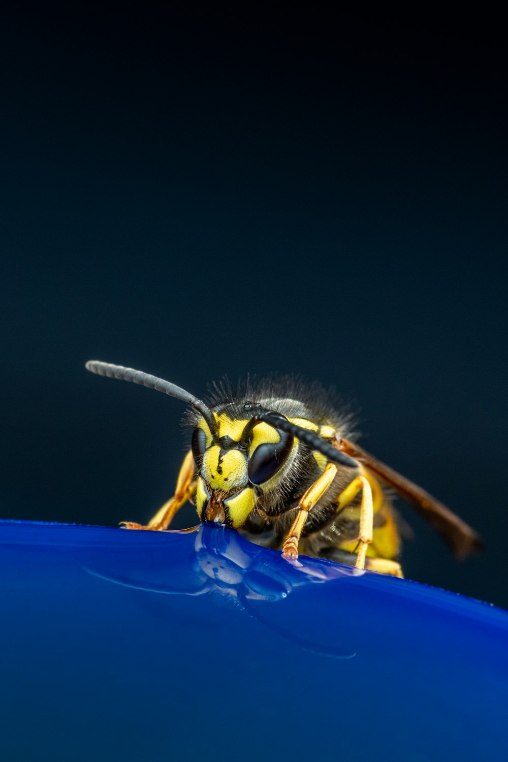 a yellow and black insect sitting on top of a blue object