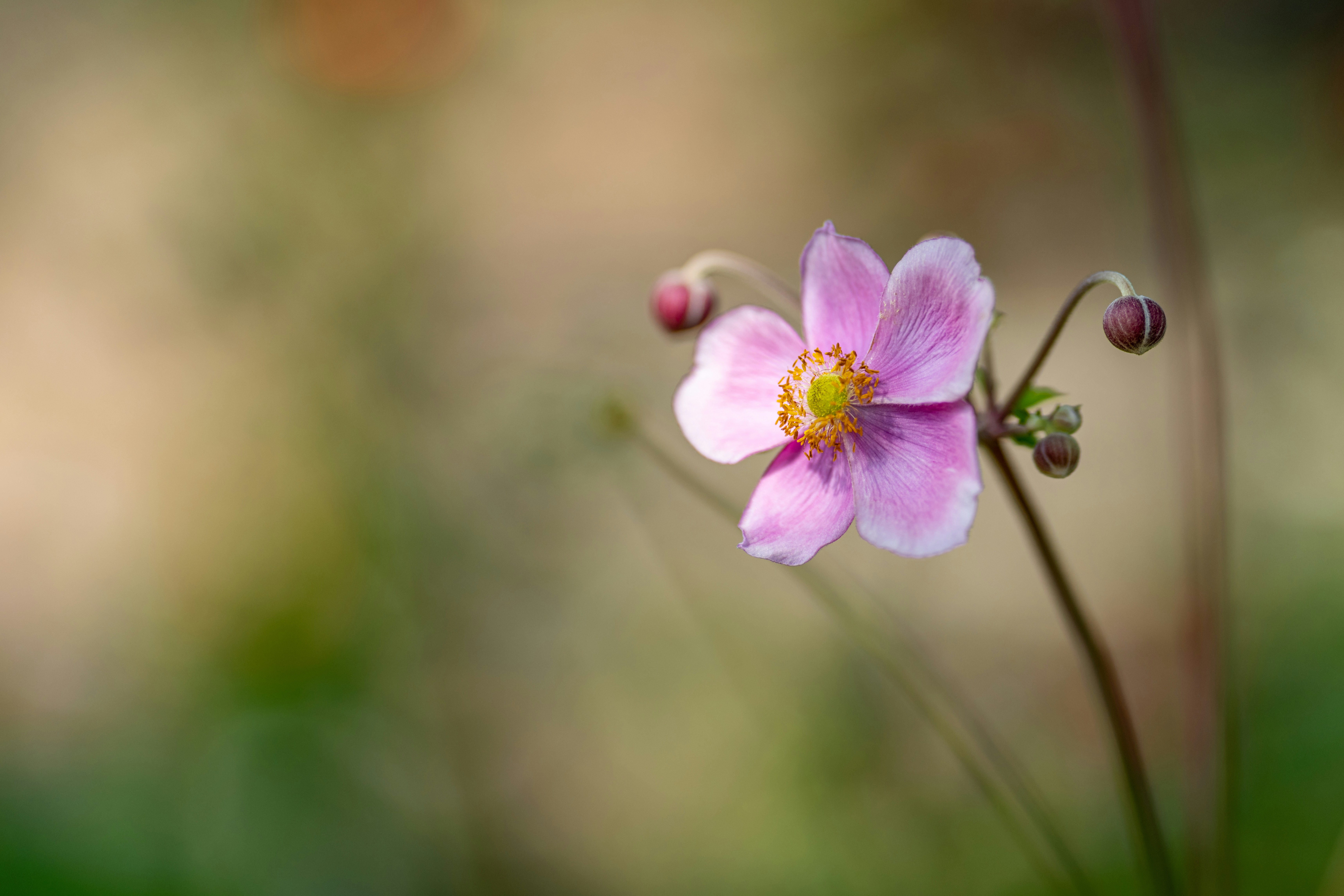 Photo by skylerewing