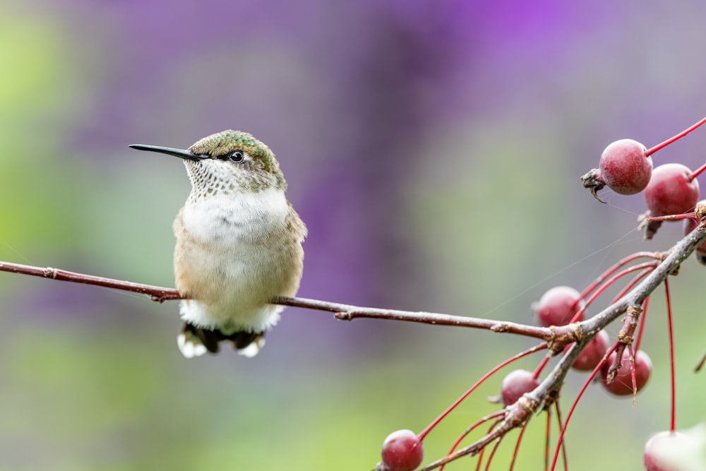 a hummingbird perches on a branch with berries