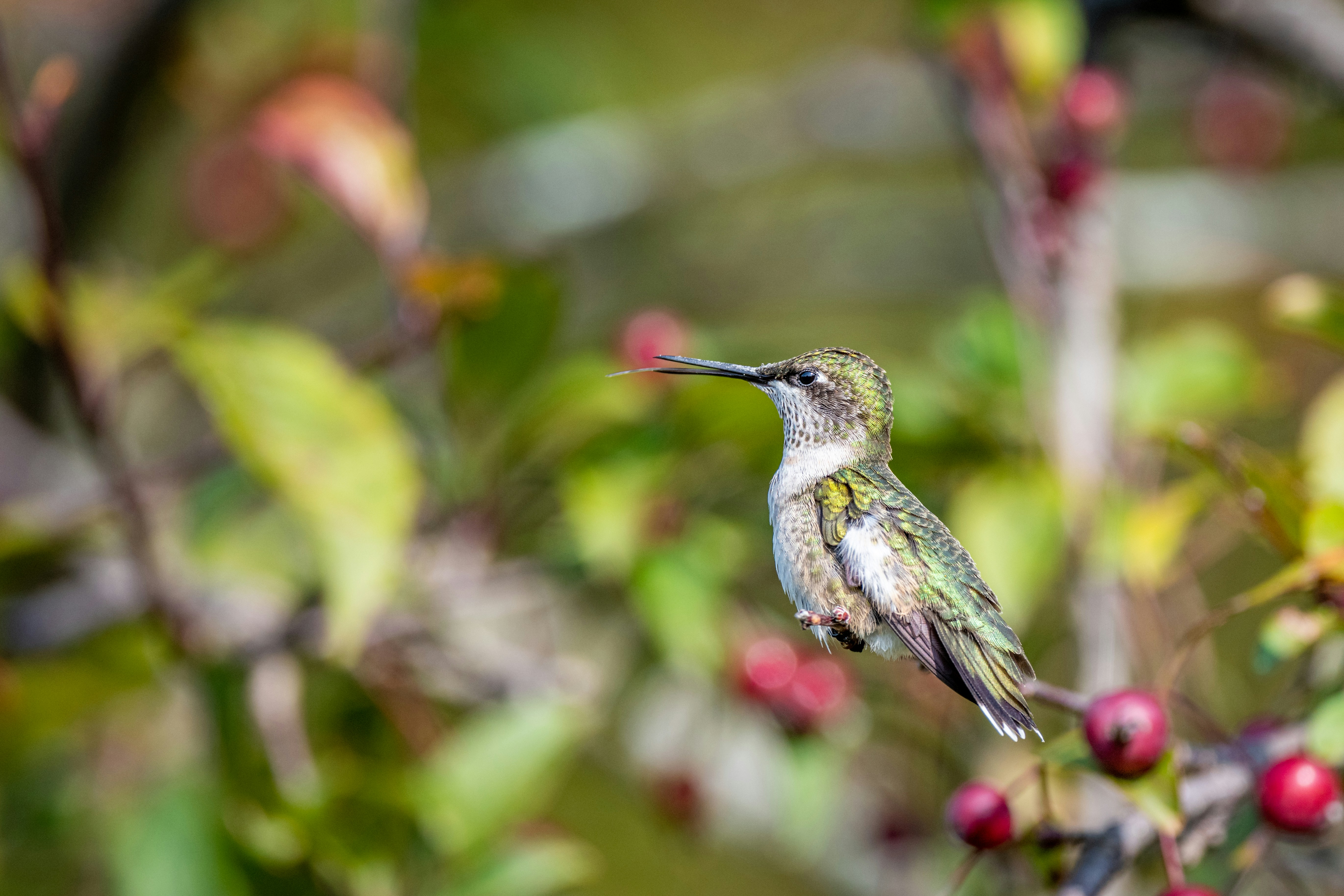 Photo by skylerewing