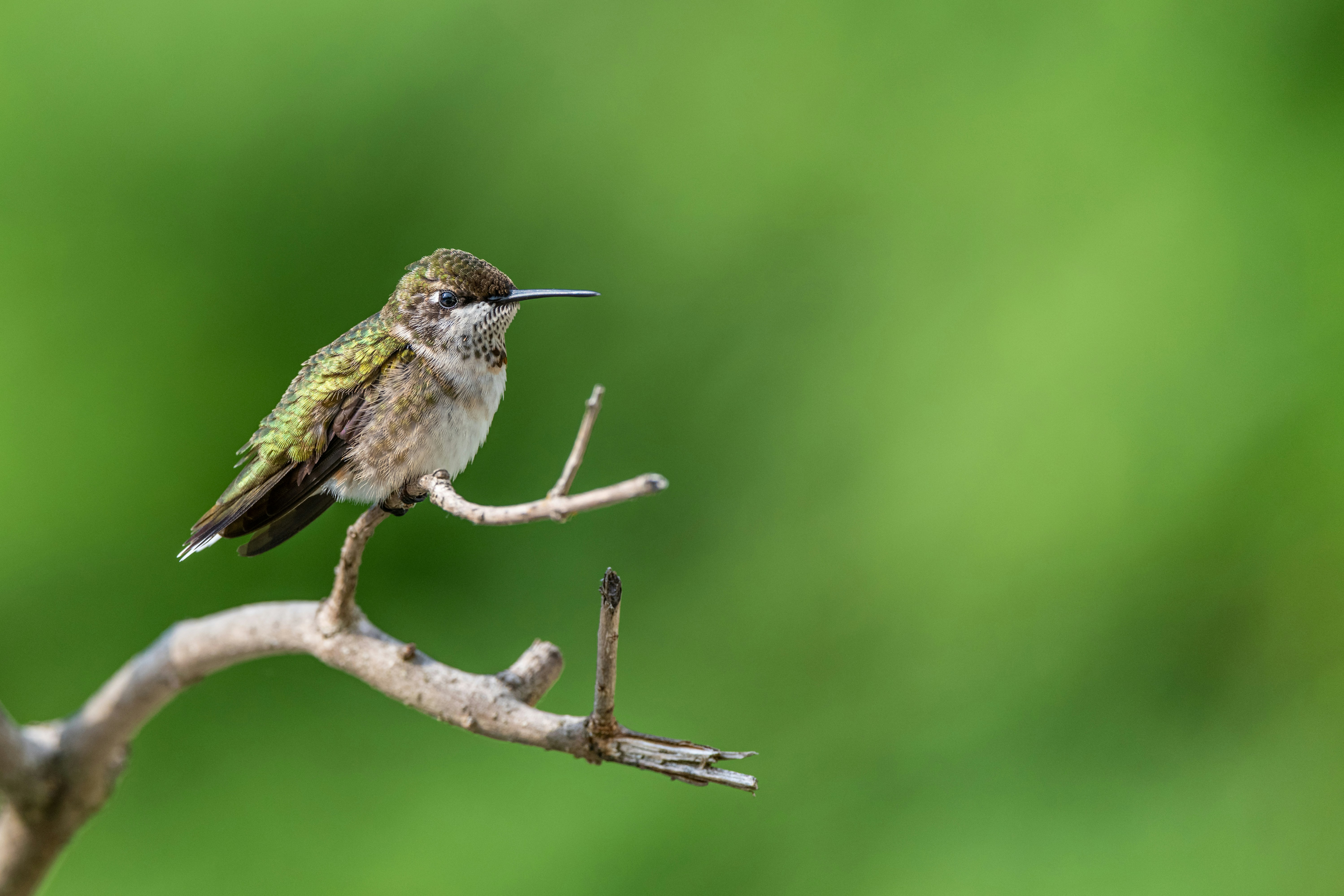 Photo by skylerewing