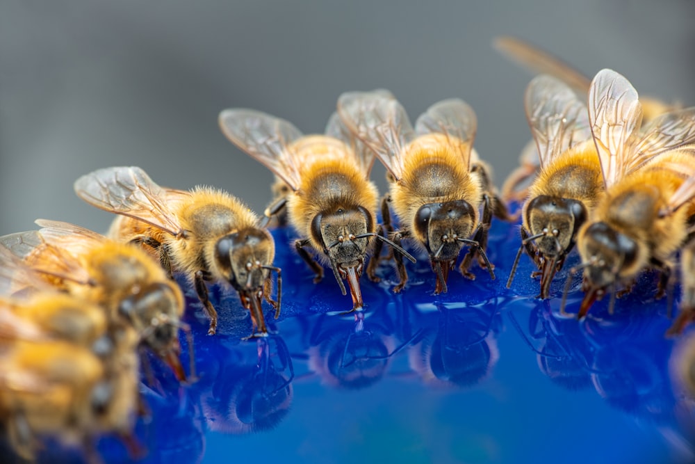a group of bees sitting on top of a blue table