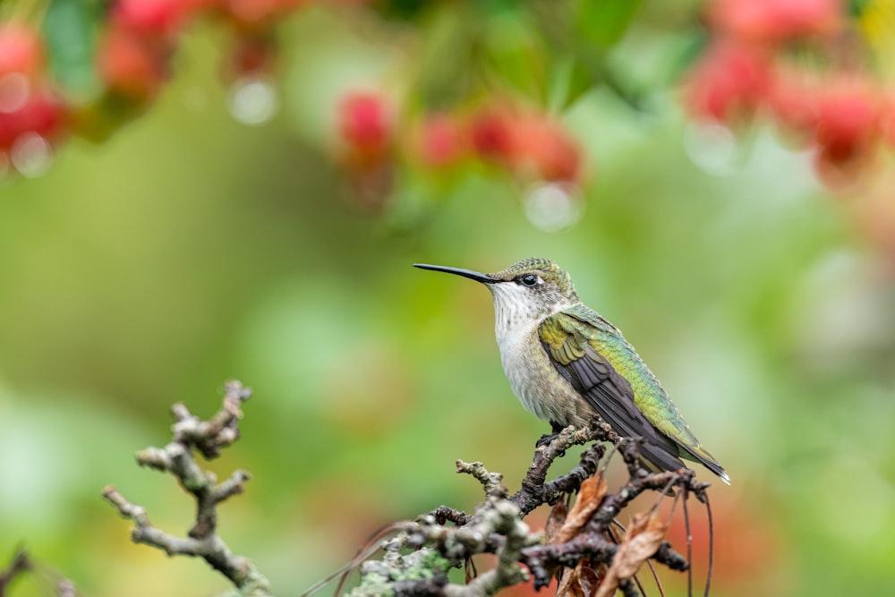 a hummingbird perched on a branch in a tree