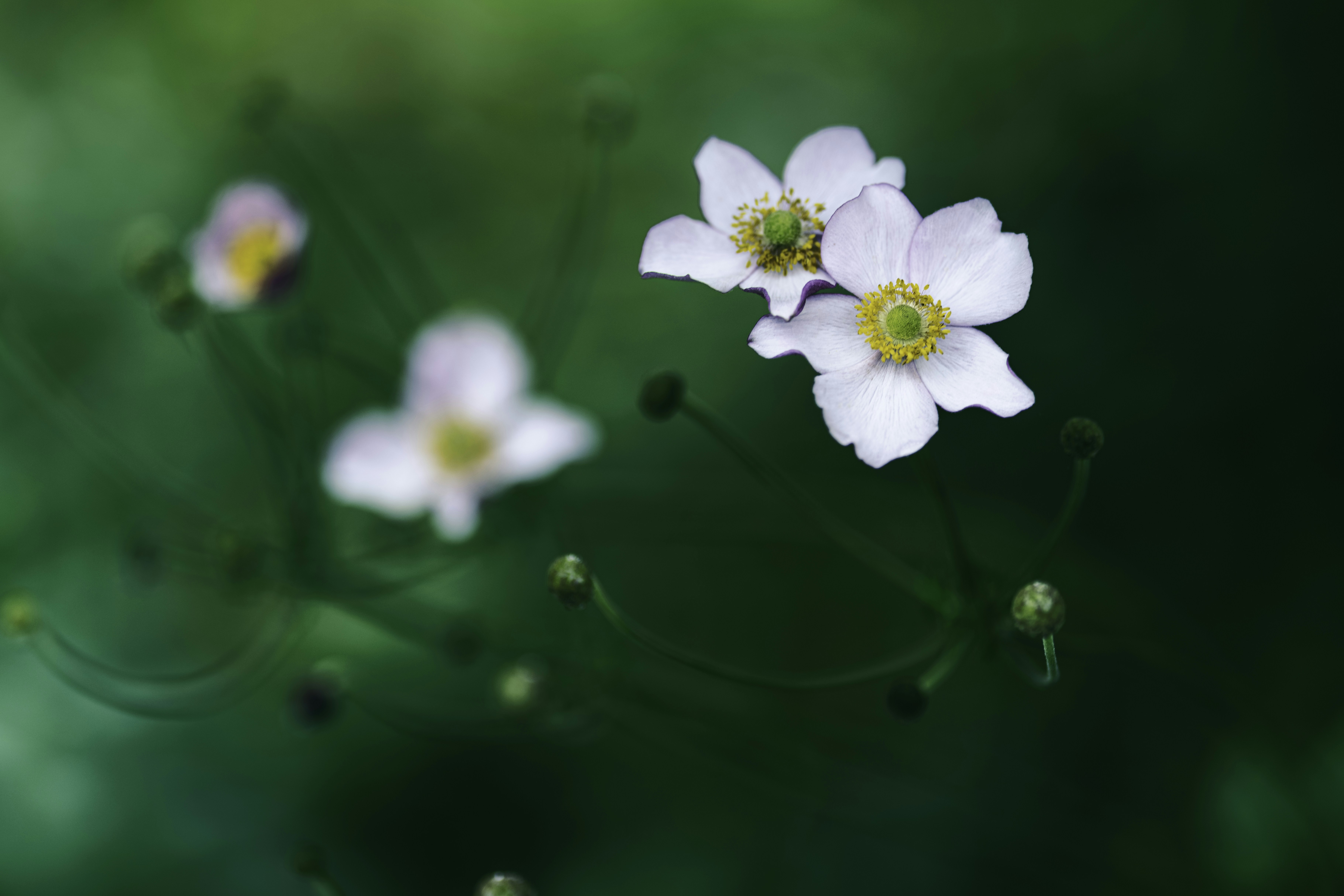 Photo by skylerewing