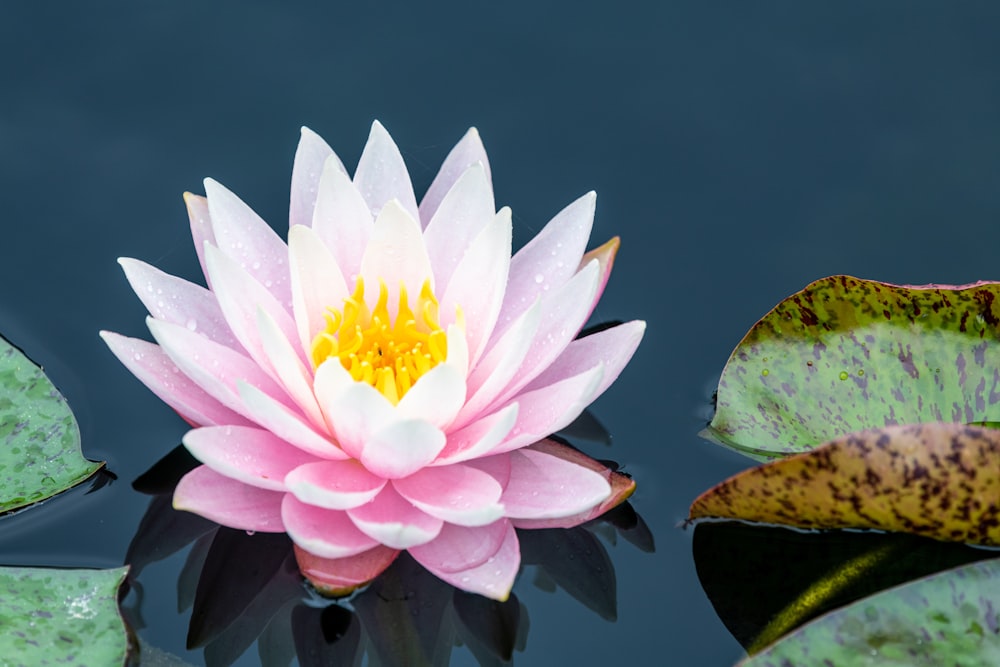 a pink and white water lily floating on top of a pond