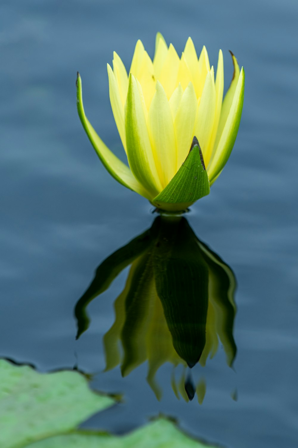 a yellow water lily floating on top of a body of water