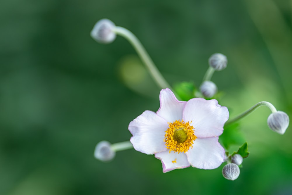 a white flower with a yellow center surrounded by green leaves