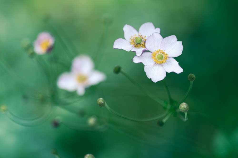 a close up of a white flower with a green background