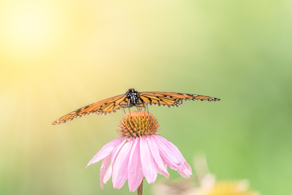 a butterfly is sitting on a pink flower