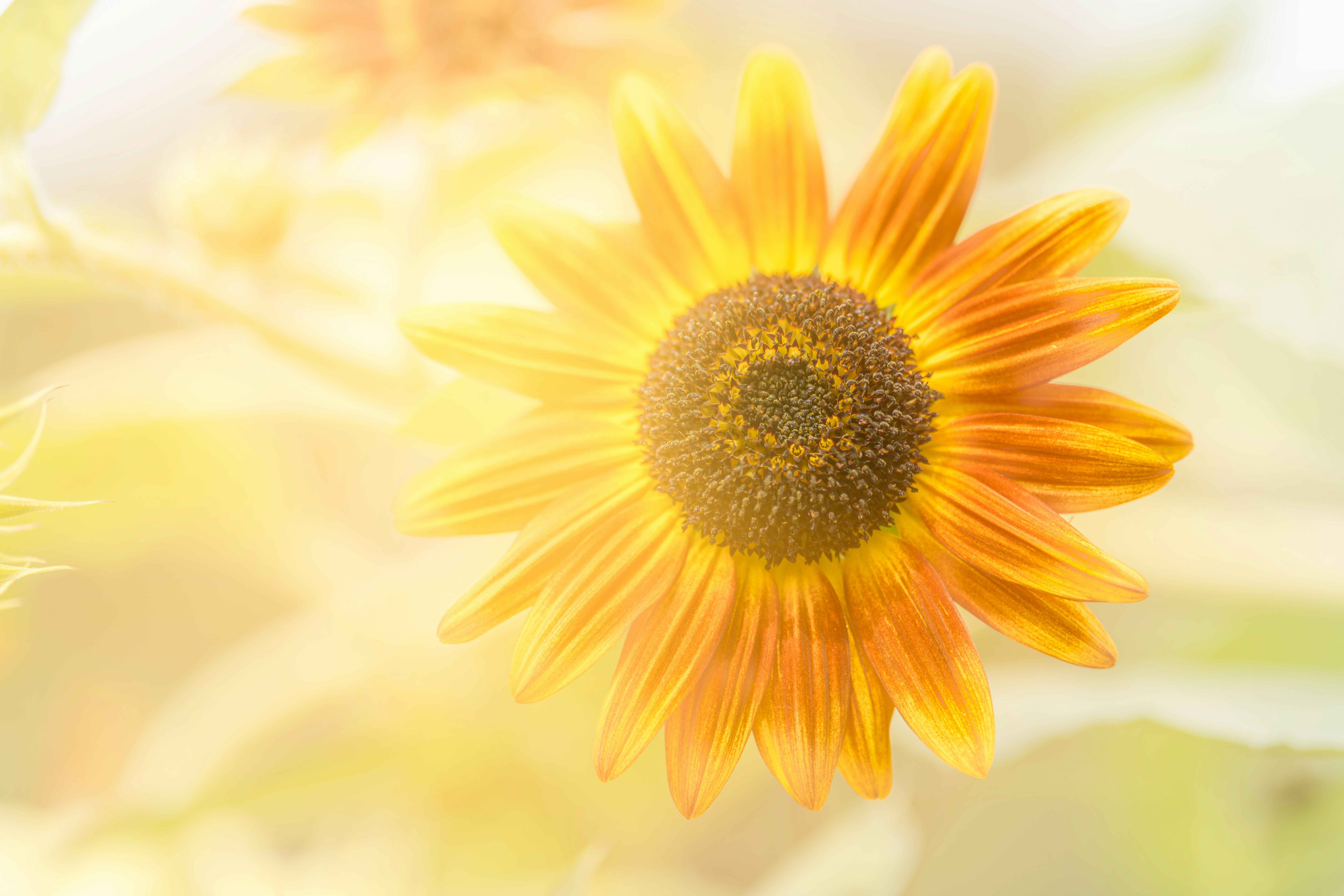 Photo by skylerewing