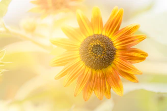 Soft photograph of a sunflower gently resting beside an opened flower-themed greeting card on a cream background.