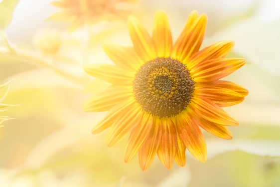Soft photograph of a sunflower gently resting beside an opened flower-themed greeting card on a cream background.