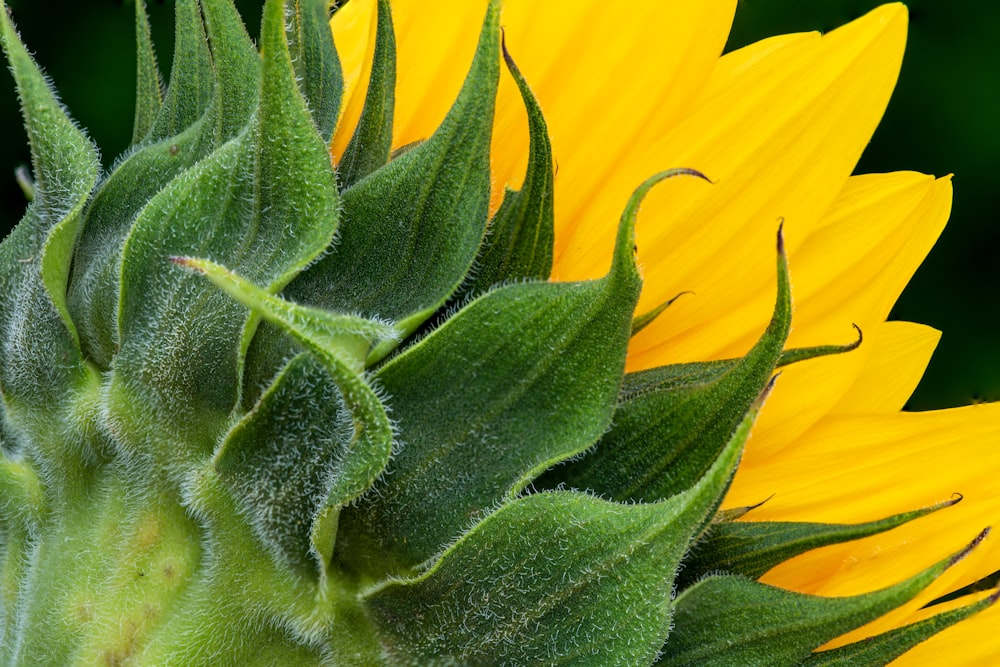 a close up of a yellow flower with green leaves