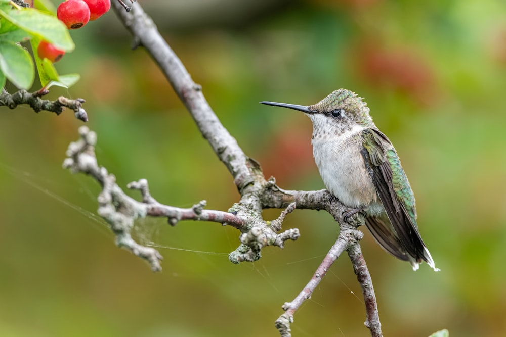 a hummingbird perches on a branch with berries