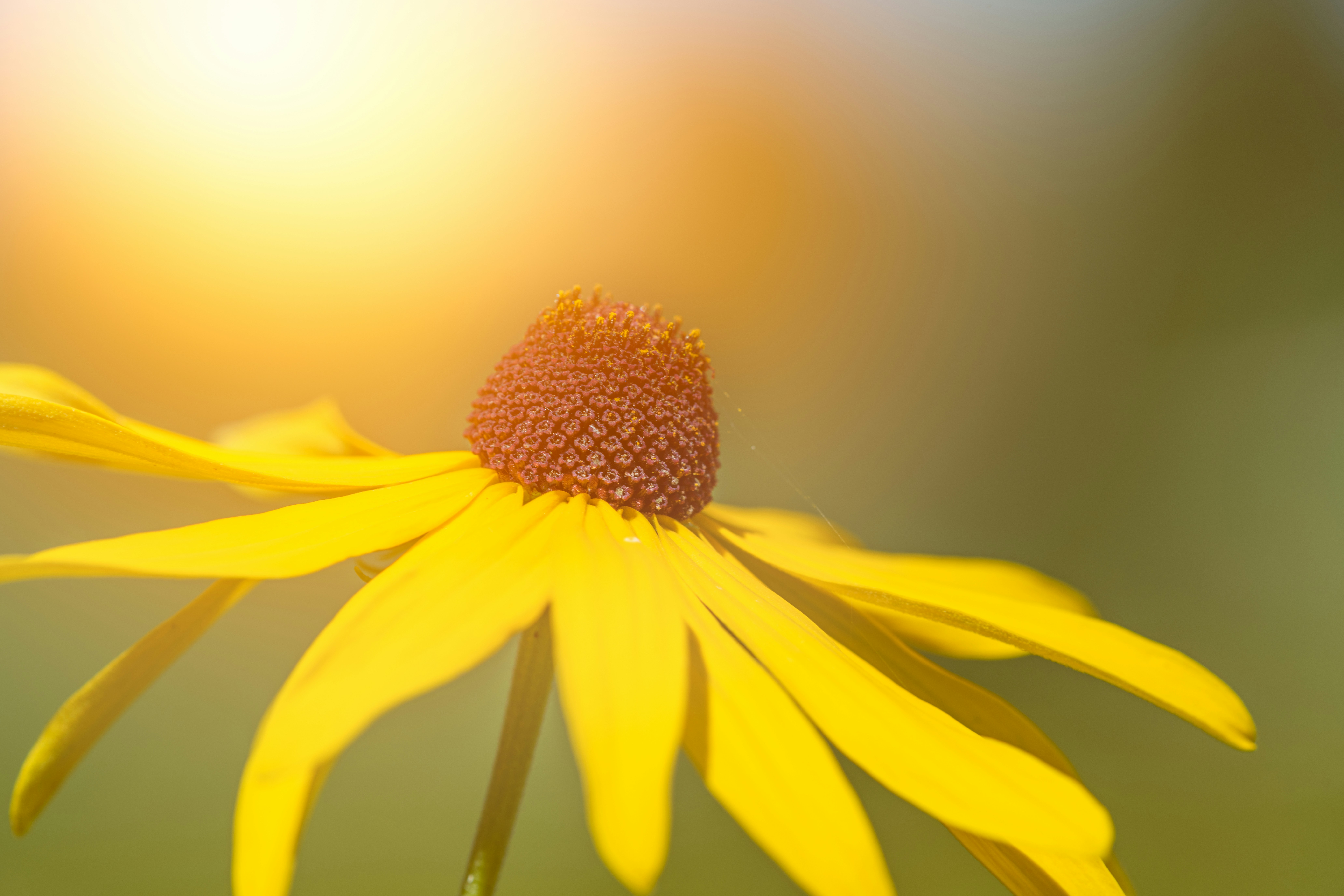 Photo by skylerewing