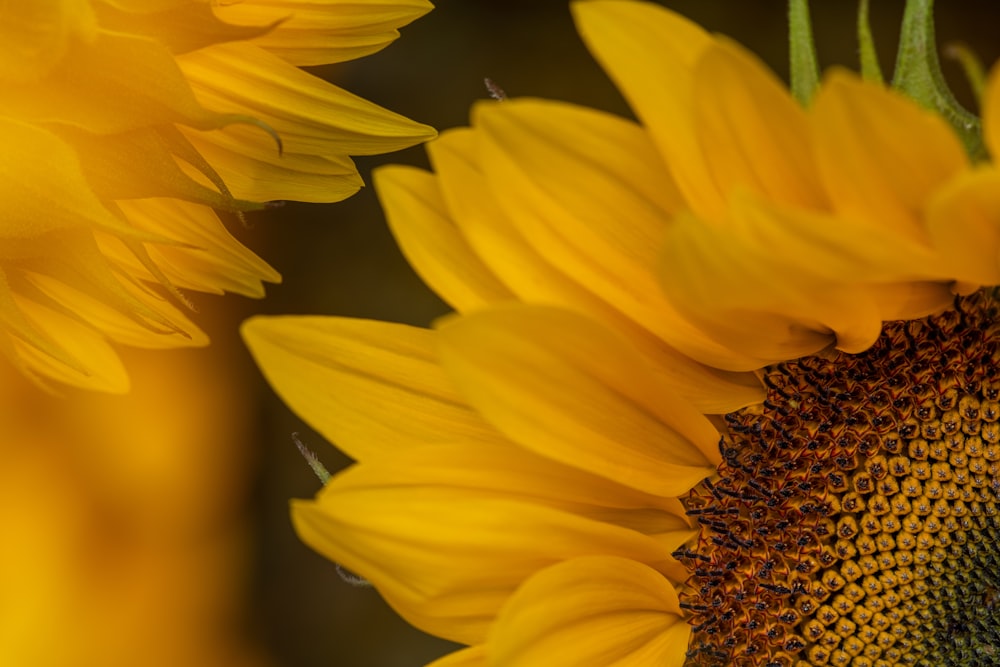 a close up of a sunflower with a blurry background