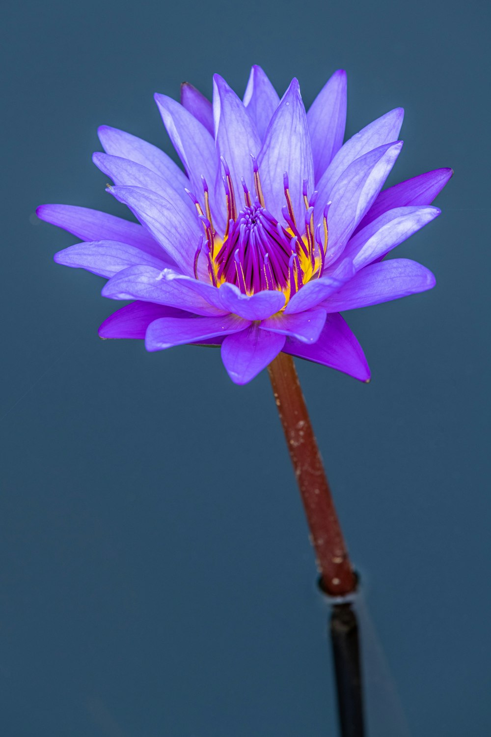 a purple water lily floating on top of a body of water
