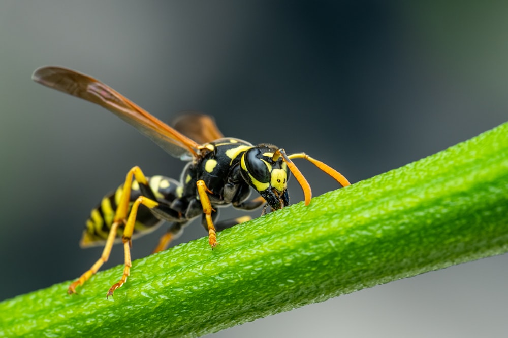 a close up of a yellow and black insect on a green leaf