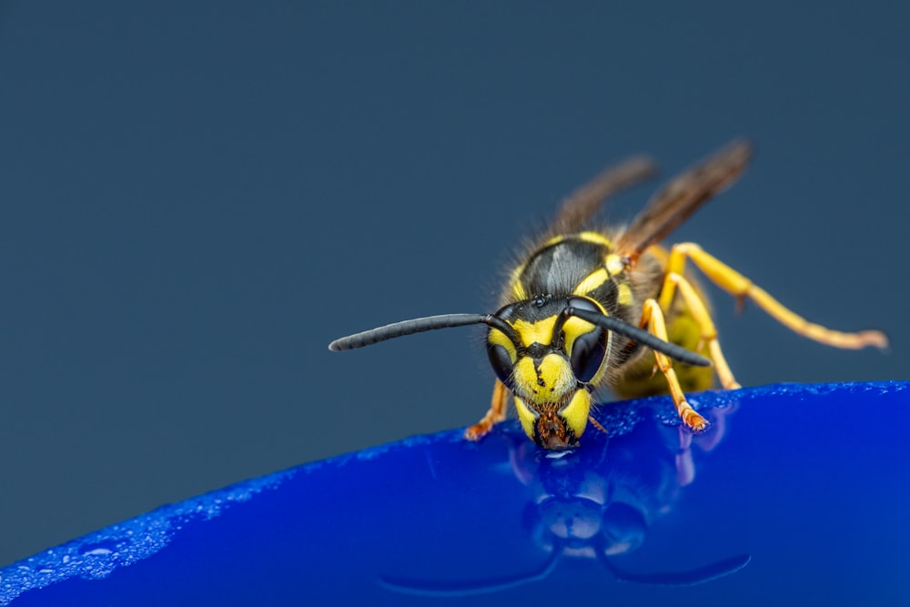 a yellow and black insect sitting on top of a blue object
