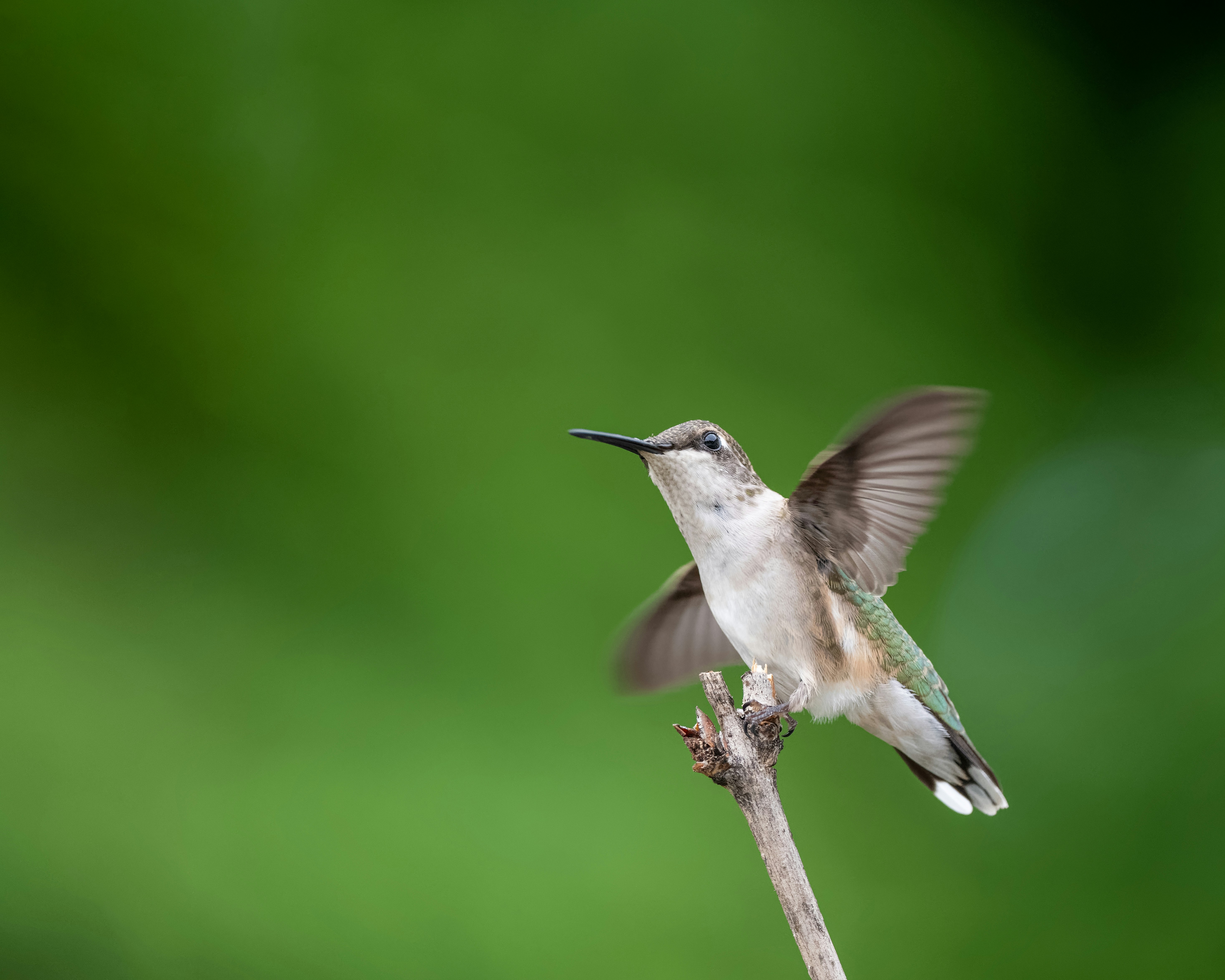 Photo by skylerewing