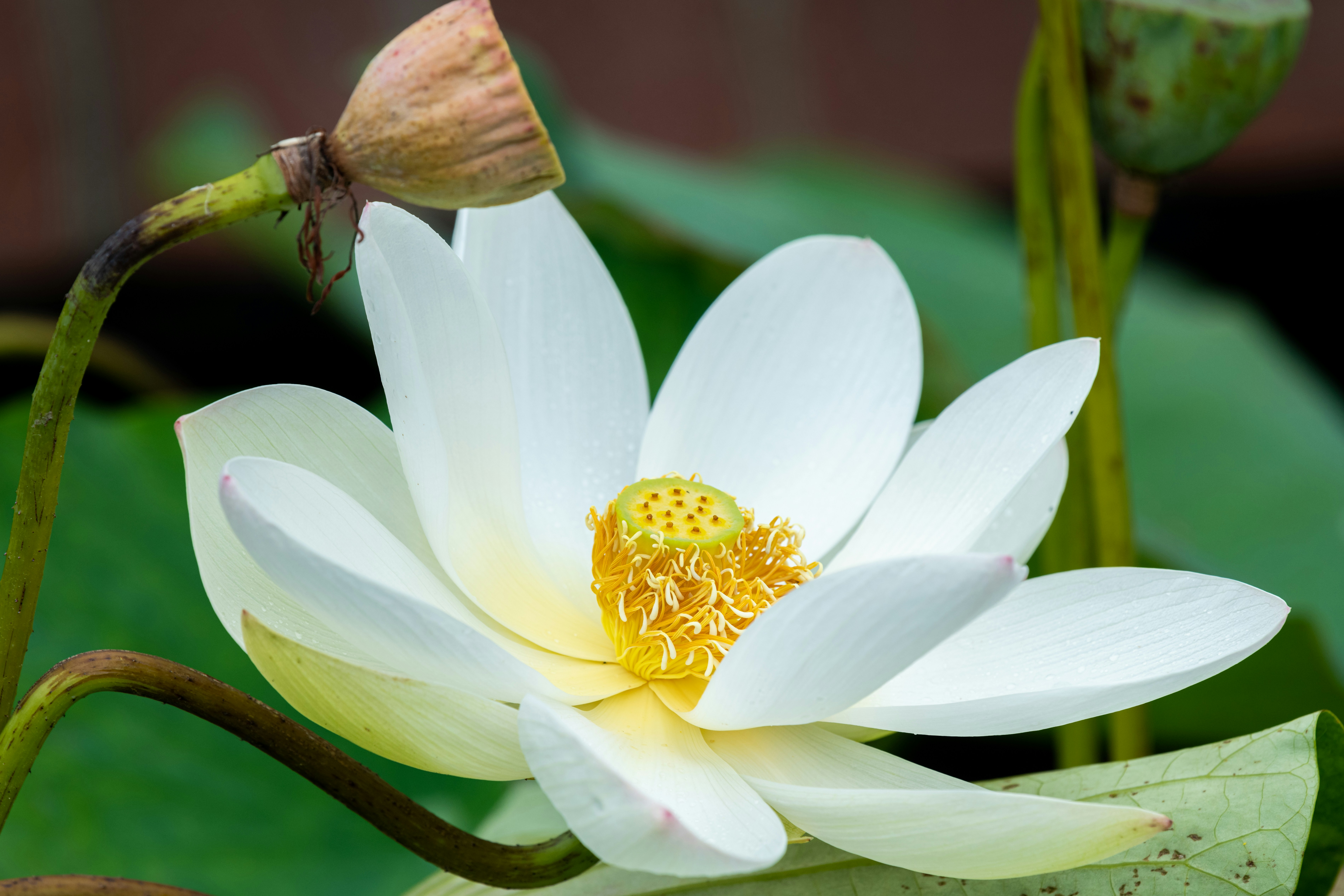 Photo by skylerewing