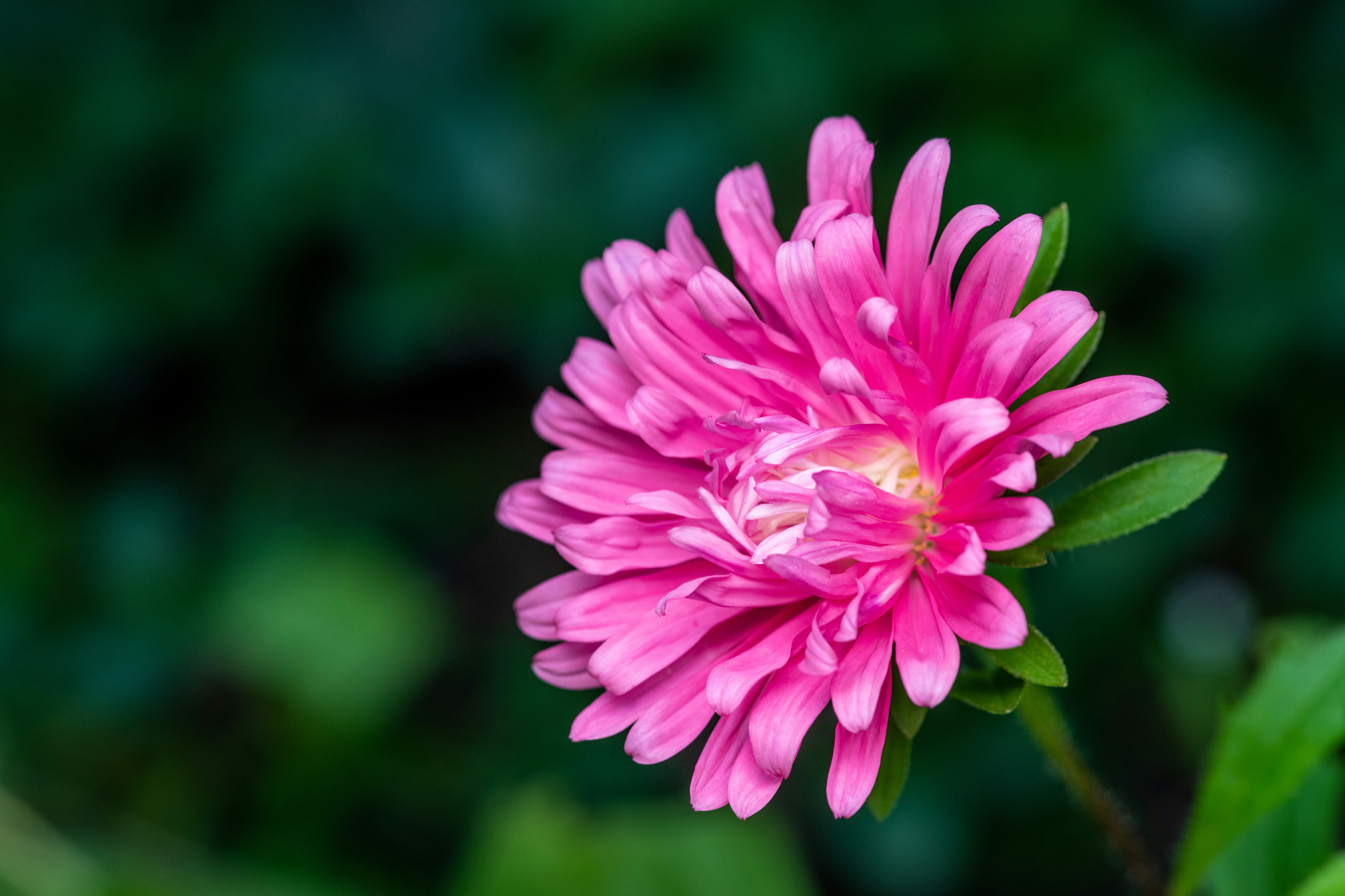 Photo by skylerewing