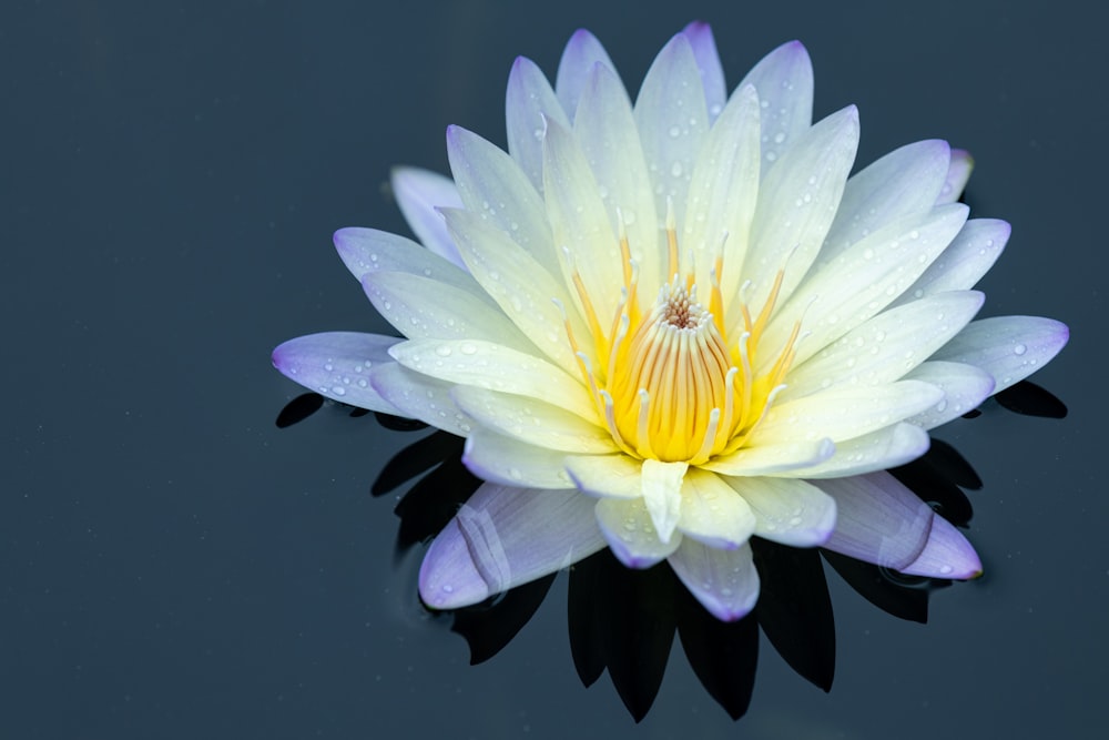 a white and yellow flower floating on top of a body of water