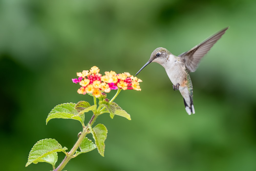 a hummingbird feeding on a flower with a blurry background