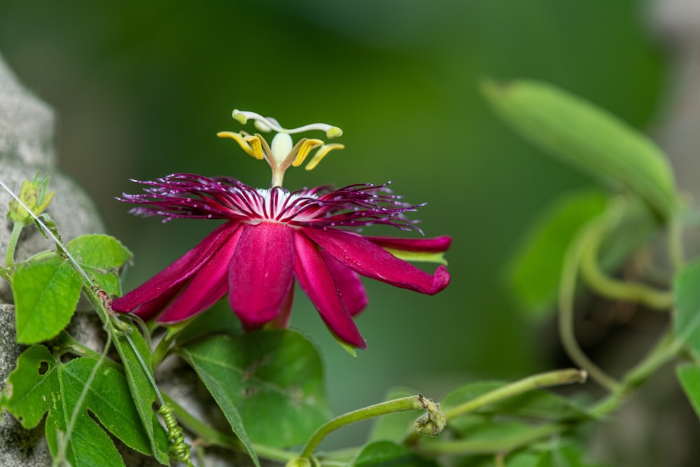 a flower that is growing on a tree