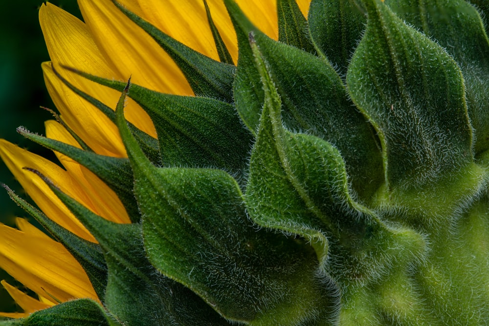 a close up of a sunflower with green leaves