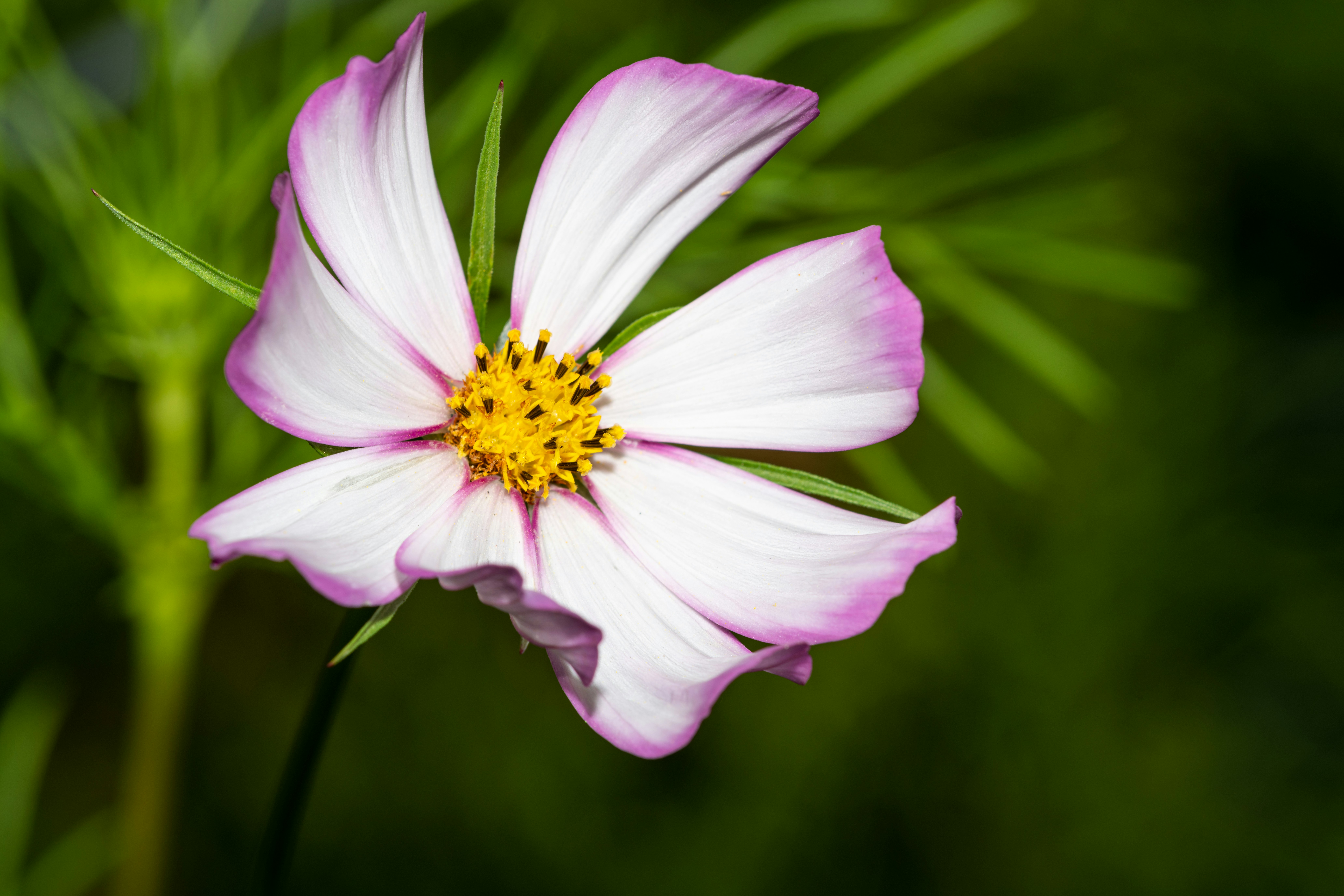 Photo by skylerewing