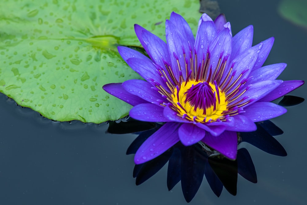 a purple and yellow water lily in a pond