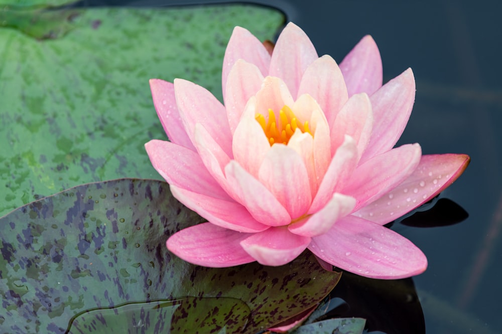 a pink water lily floating on top of a green lily pad