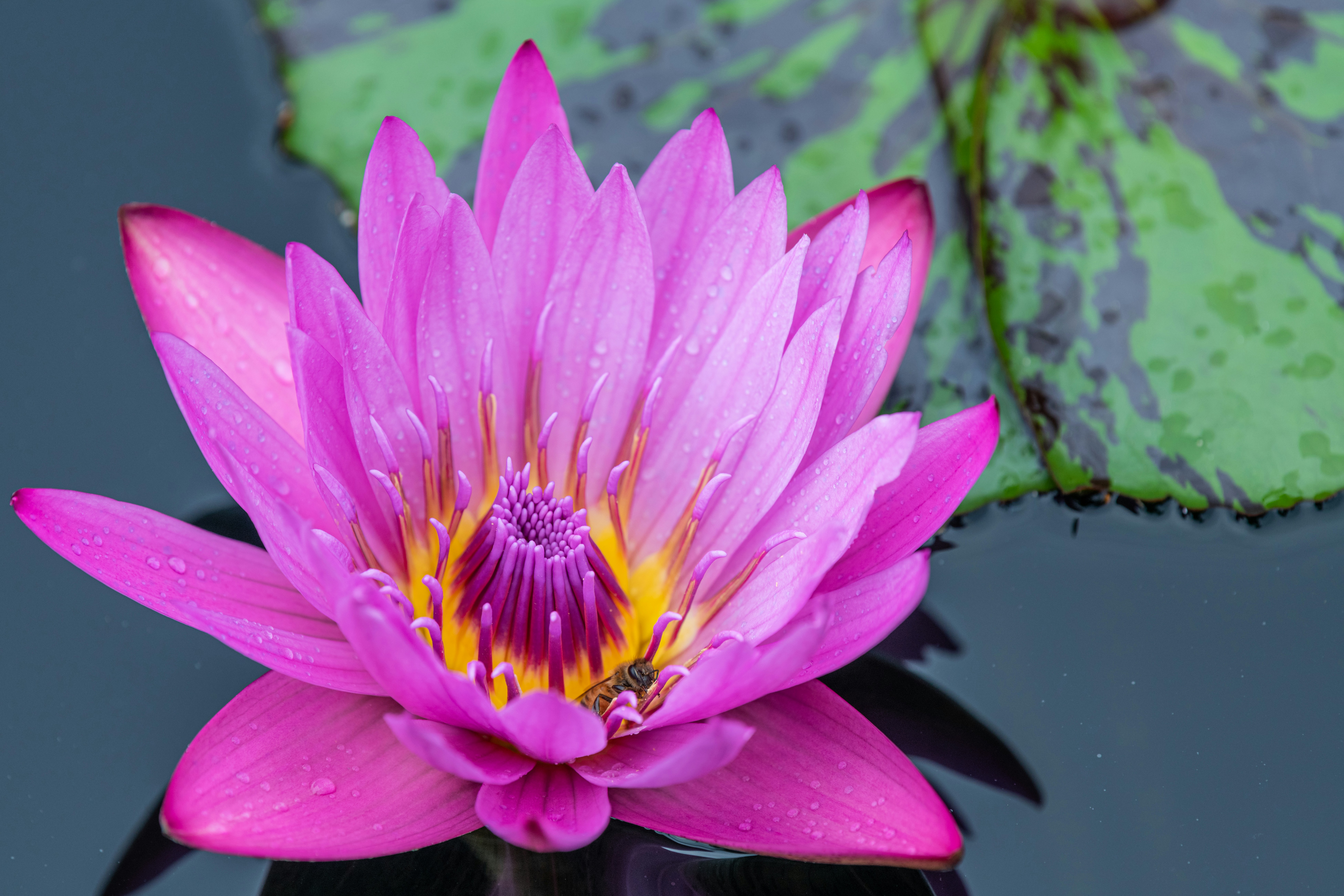 Photo by skylerewing