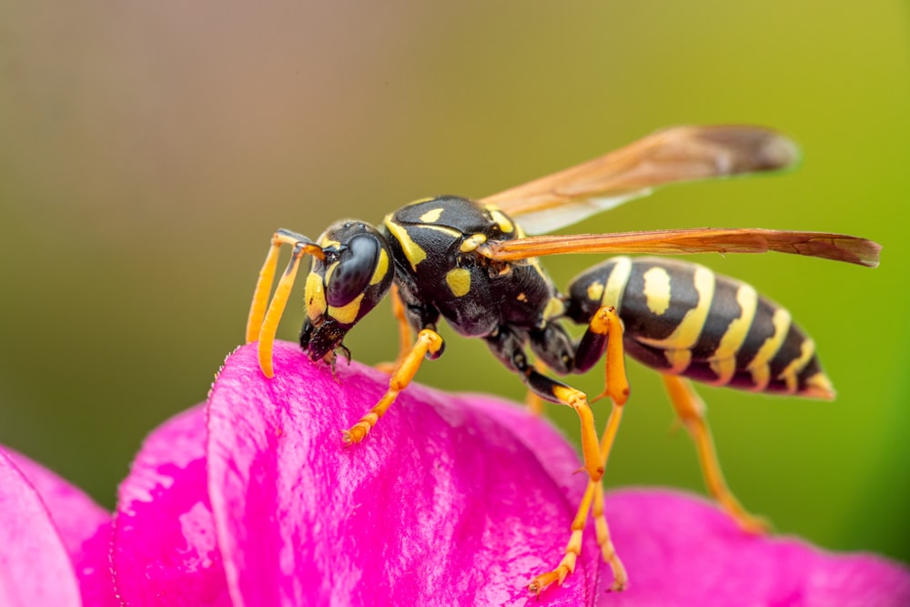 a close up of a bee on a flower