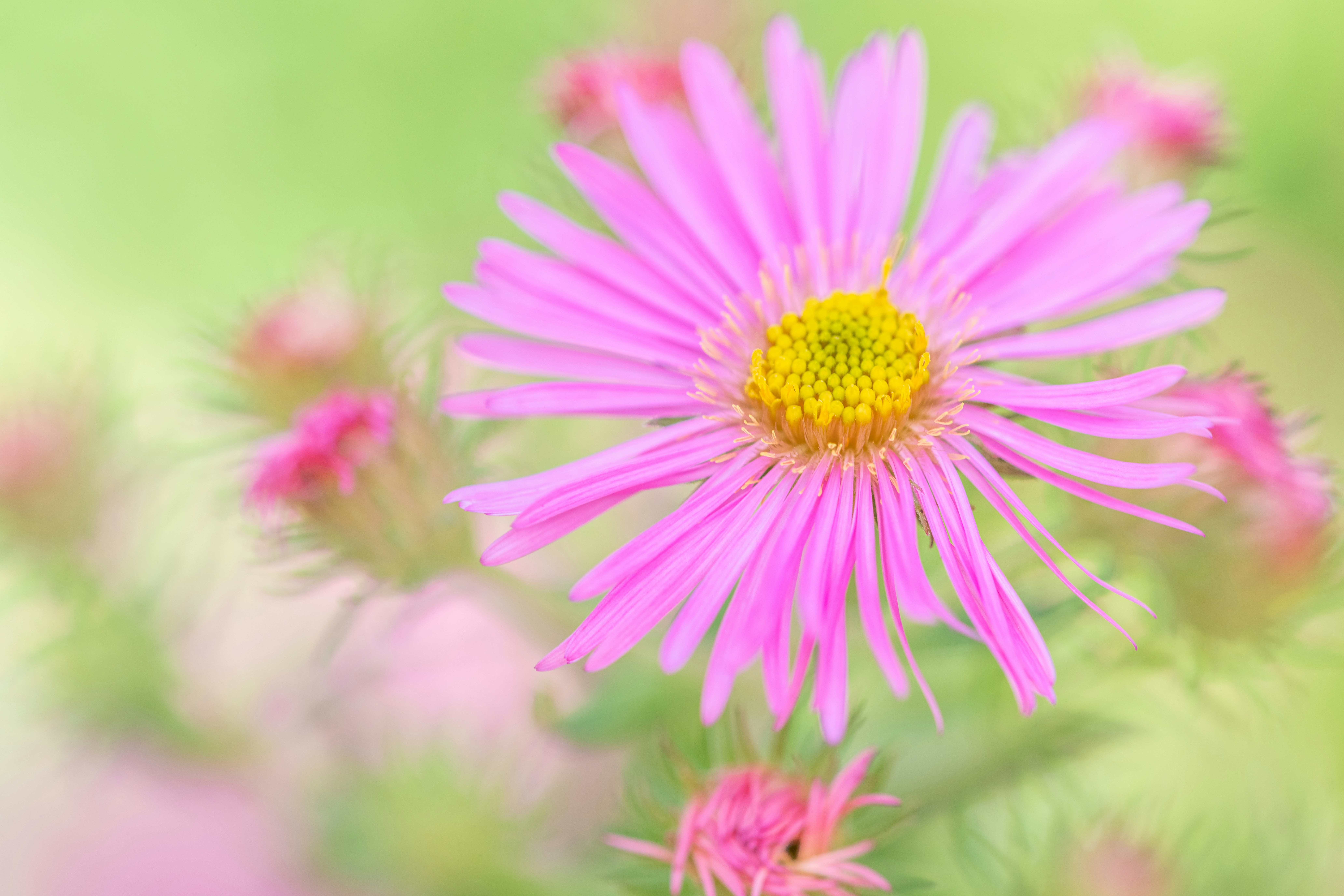 Photo by skylerewing