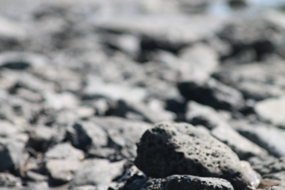 a small bird standing on a rocky beach