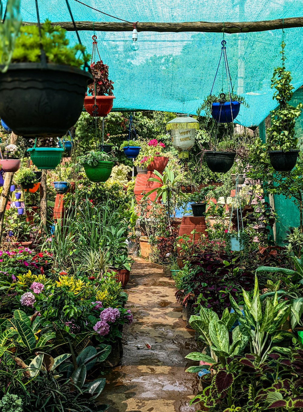 a garden filled with lots of different types of plants