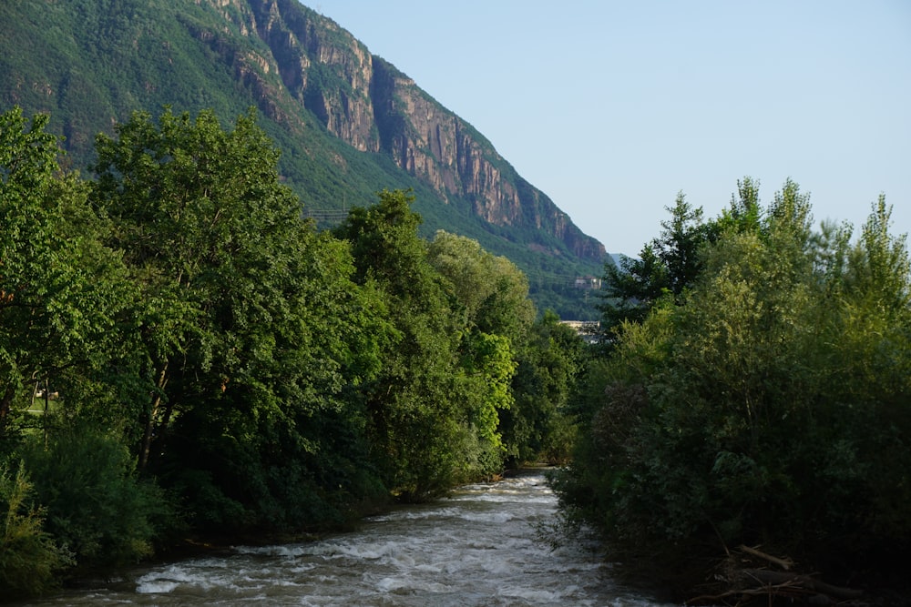 a river running through a lush green forest