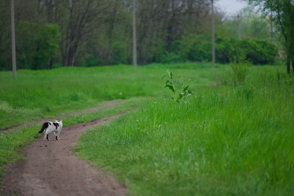 a black and white dog walking down a dirt road