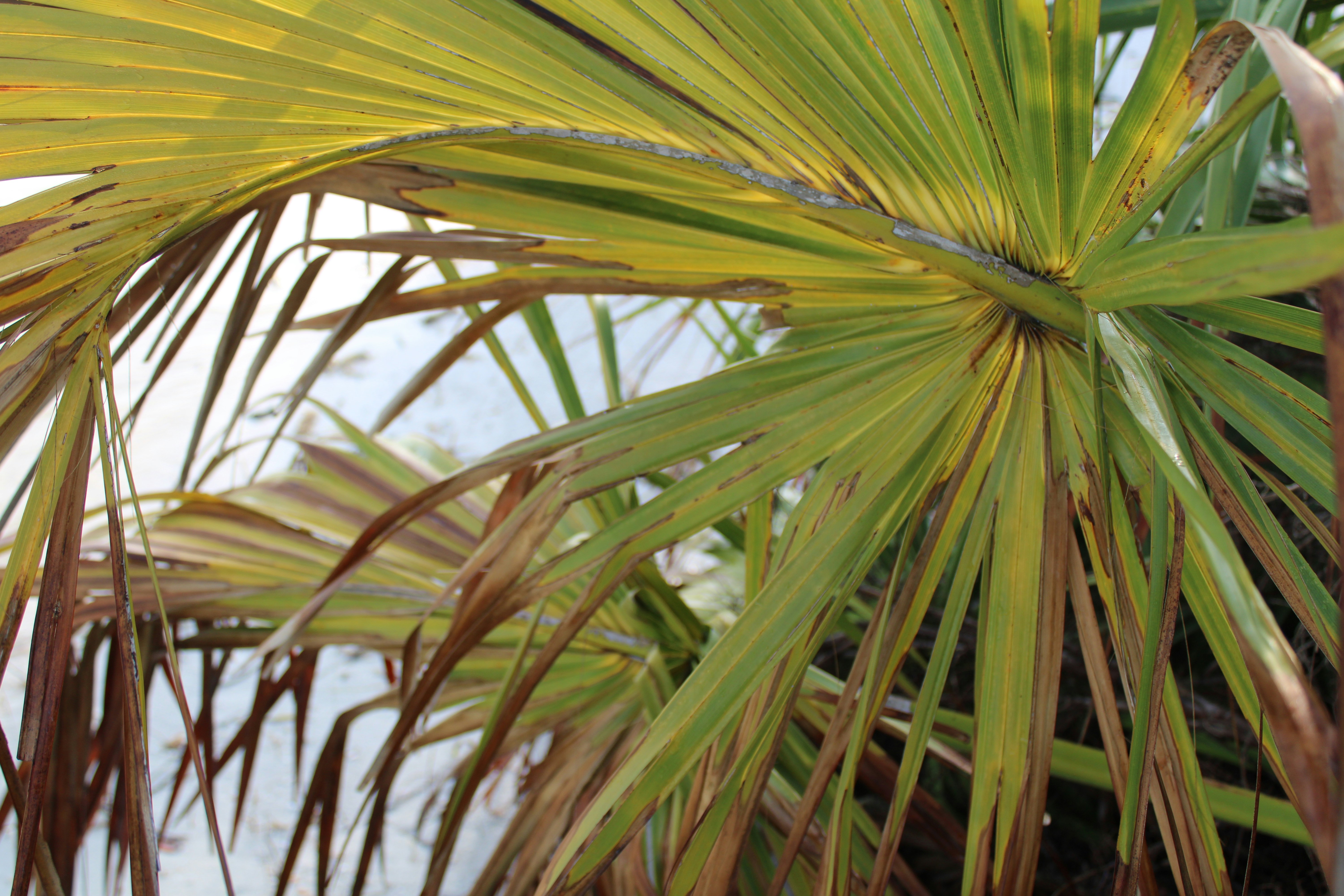 a close up of a palm tree with snow in the background