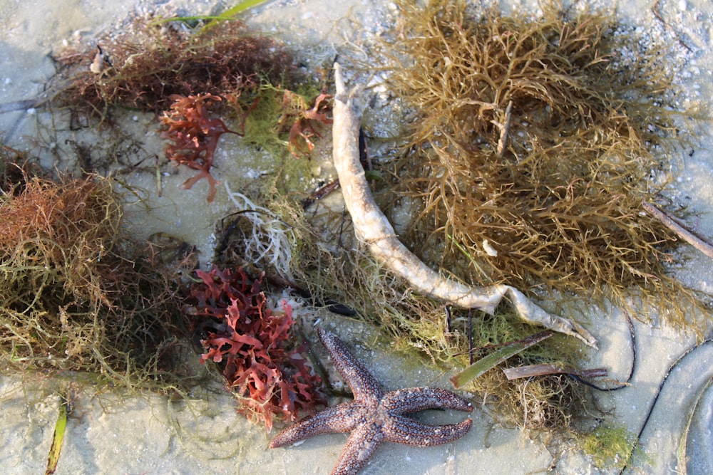 a group of seaweed and starfish laying on the sand
