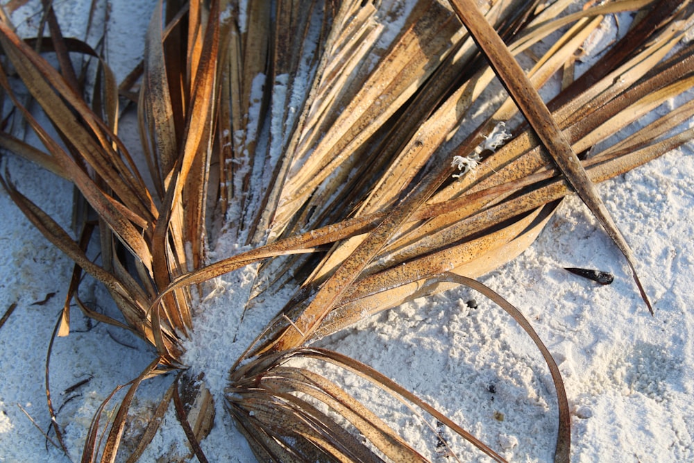 a close up of a plant in the snow