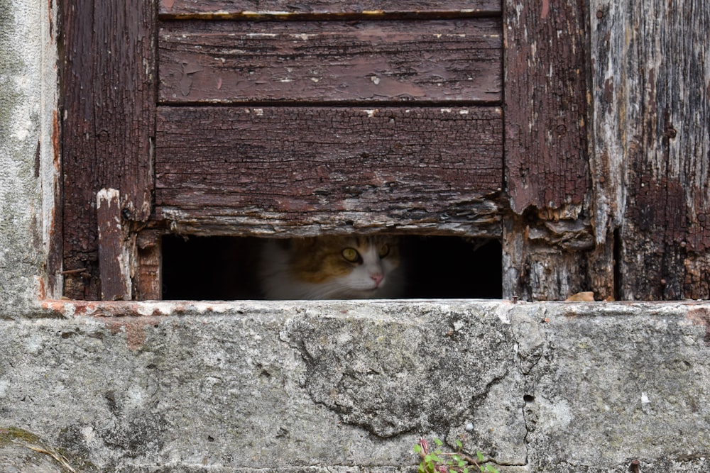 a cat is looking out of a window